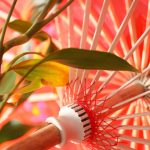 Plante tropicale care adaugă o notă exotică camerei