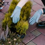 10 plante care sunt ideale pentru grădinile din zonele de munte