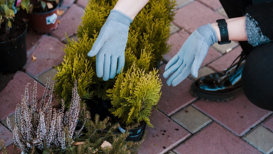 10 plante care sunt ideale pentru grădinile din zonele de munte