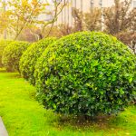 Arborii ornamentali care pot deveni punctul central al grădinii
