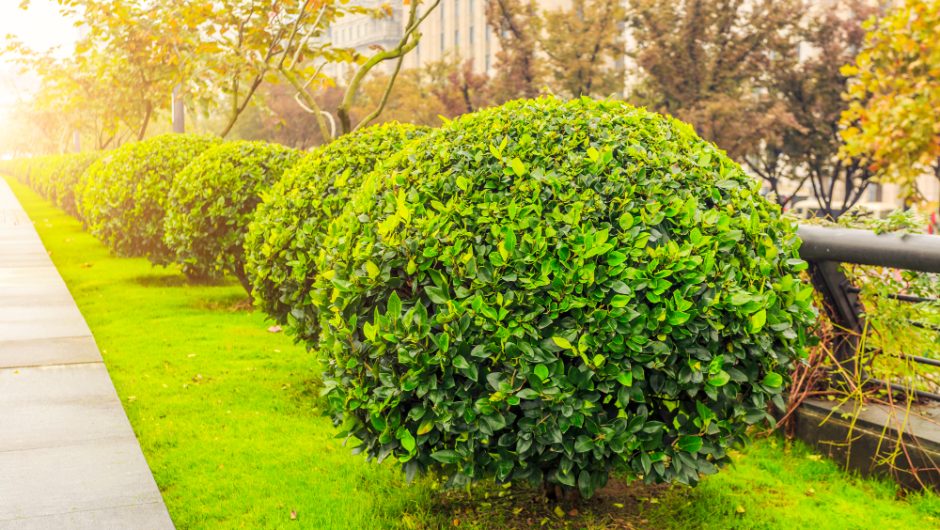 Arborii ornamentali care pot deveni punctul central al grădinii